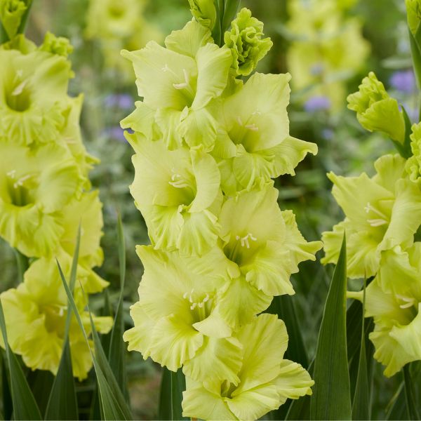 Koi Gladiolus Bloomed
