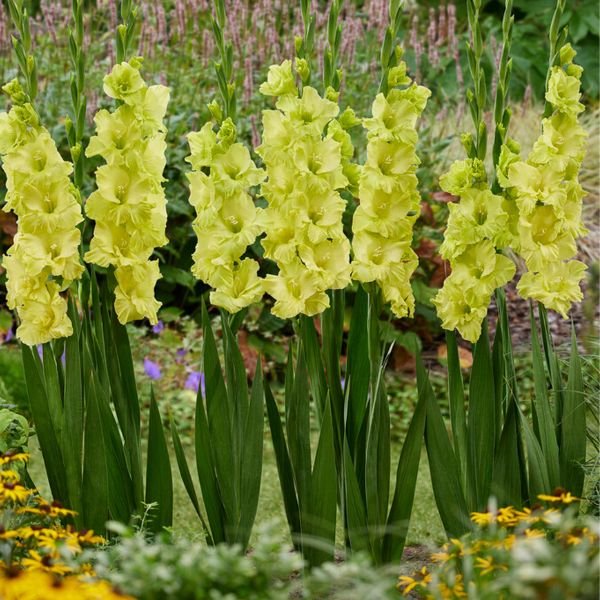 Koi Gladiolus Blooms