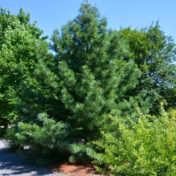 Korean Pine Tree - Tree - Nature Hills Nursery -