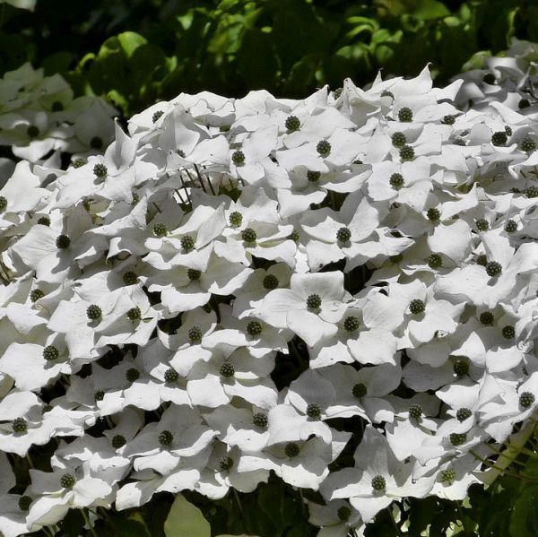 Close-up of pink, white cornus flowers on Kousa Dogwood Tree blooming in late spring.