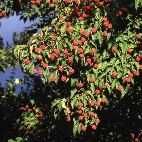 Kousa Dogwood Tree (Cornus kousa chinensis) growing in a garden landscape, showing mature tree form.
