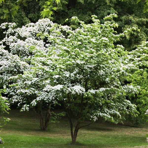 Kousa Dogwood Tree (Cornus kousa chinensis), a tree featuring pink, white flowers and deciduous.