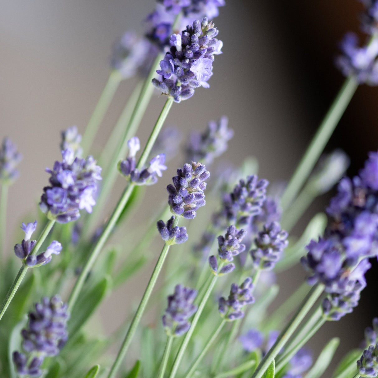 Close-up of La Diva Eternal Grace lavender showing dense purple flower spikes on slender green stems in bloom.