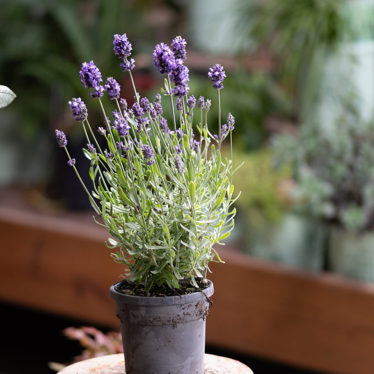 La Diva Eternal Grace Lavender in a small pot with silvery foliage and vibrant purple flower spikes.