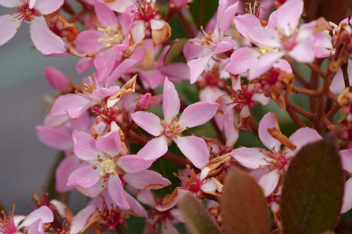 La Vida Grande Indian Hawthorn shrub, side view
