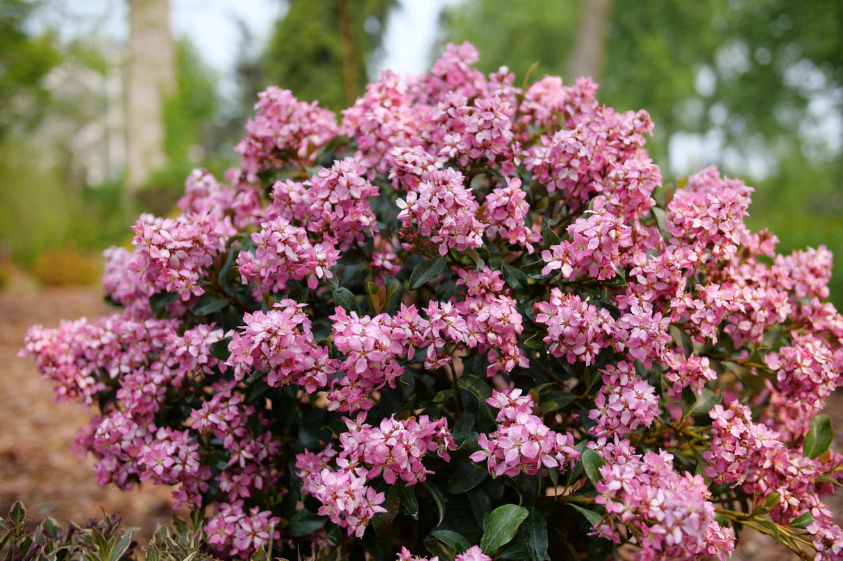 La Vida Mas Indian Hawthorn shrub, front view