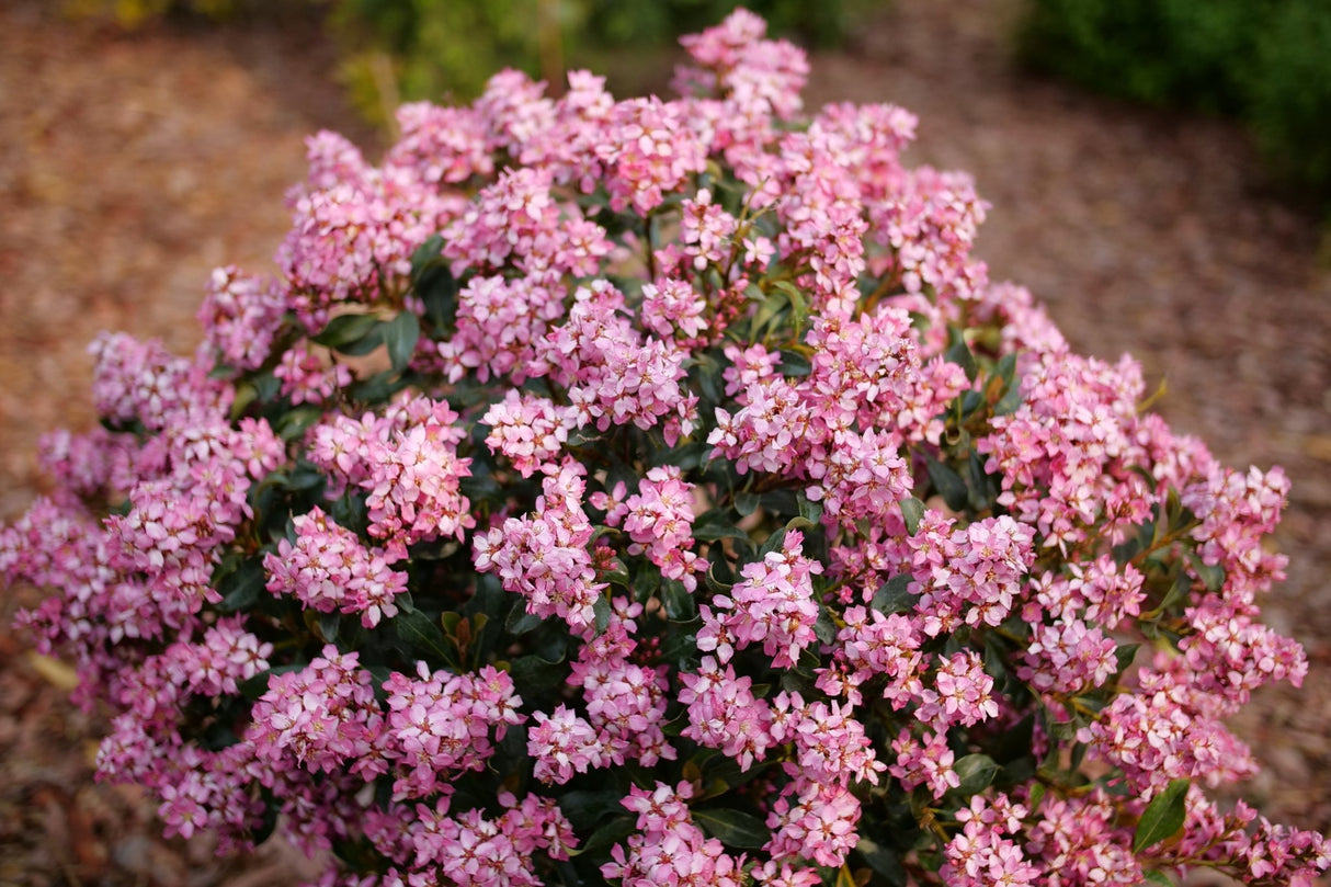 La Vida Mas Indian Hawthorn shrub, detail view