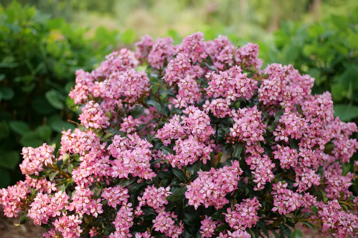 La Vida Mas Indian Hawthorn shrub, close-up