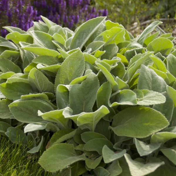 Lambs Ears