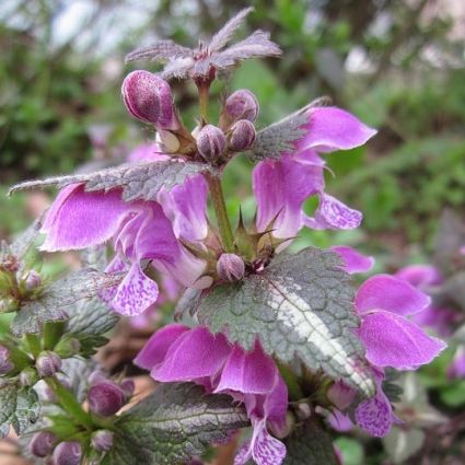 Close-up of purple lamium flowers on Purple Dragon Dead Nettle blooming in late spring to early summer to late summer.