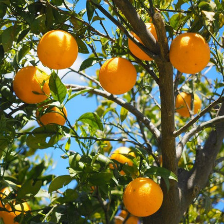 Lane Late Navel Orange Tree