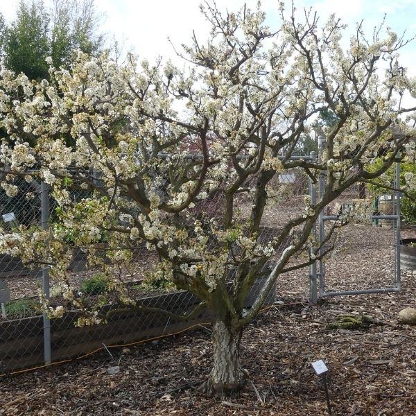 Laroda Plum Tree - Nature Hills Nursery - Paper Pot 4 - 5 Feet -
