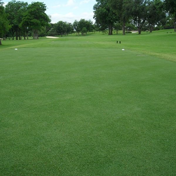 Latitude 36™ Bermudagrass Plugs - Nature Hills Nursery - 70 Plug Tray -