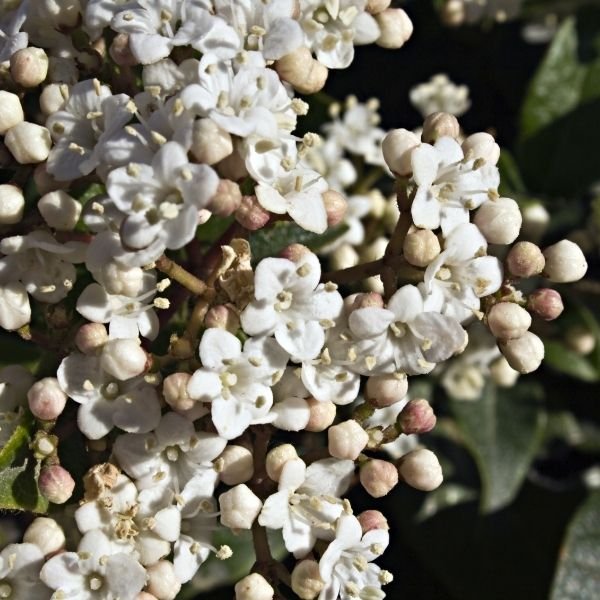 Laurustinus Viburnum - Nature Hills Nursery - #1 Container -