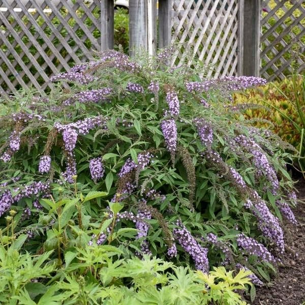 Lavender Cascade Butterfly Bush - Nature Hills Nursery - #3 Container -