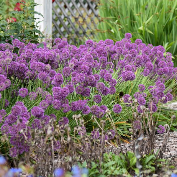 Lavender Bubbles Allium in Garden