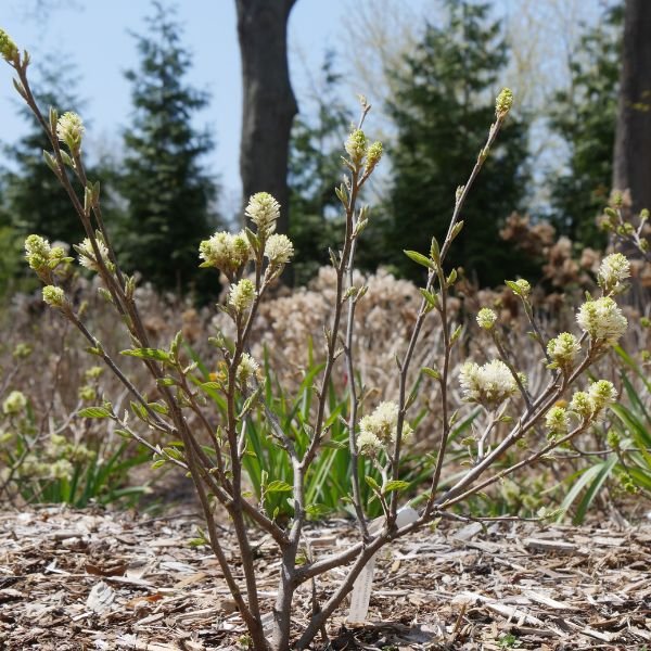 Close-up of white fothergilla flowers on Legend Of The Fall® Bottlebrush blooming in late spring to early spring.
