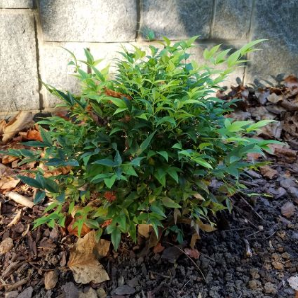 Broad-Leaved Evergreen foliage of Lemon Lime Heavenly Bamboo (Nandina domestica 'Lemon-Lime') in a garden setting.
