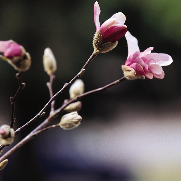 Close-up of purple, white magnolia flowers on Leonard Messel Magnolia Tree blooming in early spring to late spring.