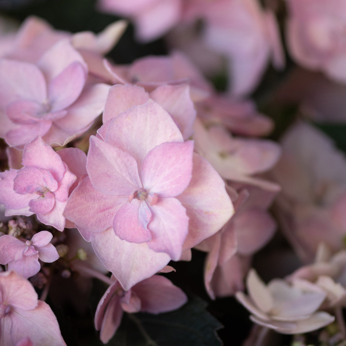 Close-up of Let's Dance Can Do Mountain Hydrangea soft pink blooms with delicate layered petals in a garden setting.