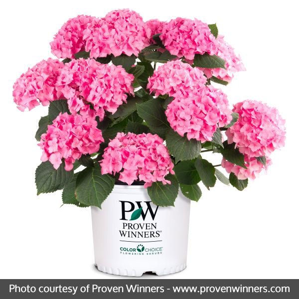 Let's Dance® Blue Jangles® Reblooming Hydrangea