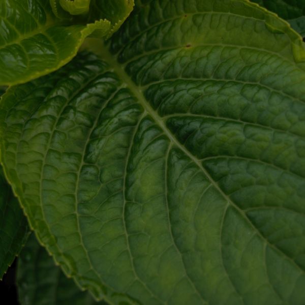 Let's Dance® Blue Jangles® Reblooming Hydrangea