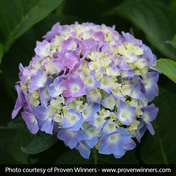 Let's Dance® Blue Jangles® Reblooming Hydrangea