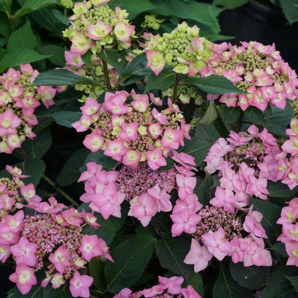 Proven Winner® Color Choice® Let's Dance® Can Do™ Hydrangea