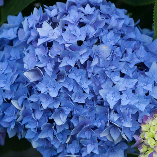 Let's Dance® Rhythmic Blue™ Reblooming Hydrangea