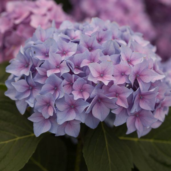 Let's Dance® Rhythmic Blue™ Reblooming Hydrangea