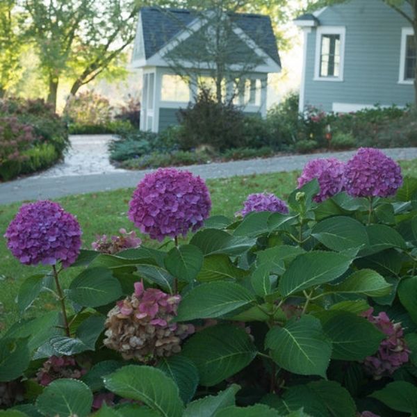 Let's Dance® Rave® Bigleaf Hydrangea - Nature Hills Nursery - #1 Container -