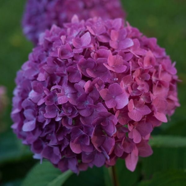 Let's Dance® Rave® Bigleaf Hydrangea - Nature Hills Nursery - #1 Container -