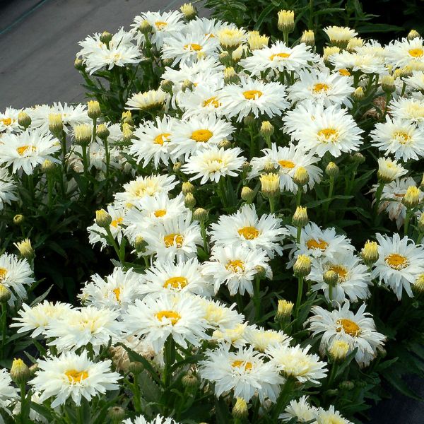 Belgian Lace Dwarf Shasta Daisy