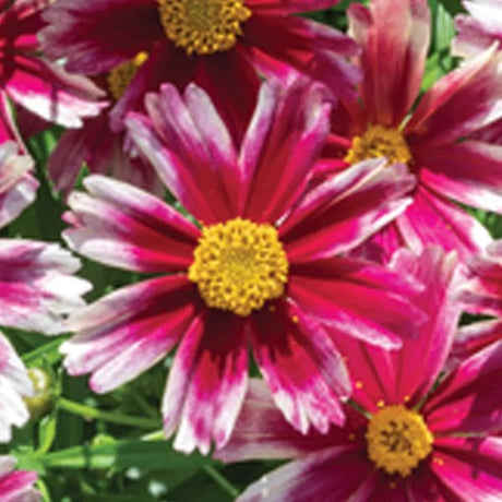 Li'l Bang™ Candy Stripes Coreopsis - Perennial - Nature Hills Nursery - 1 Container -