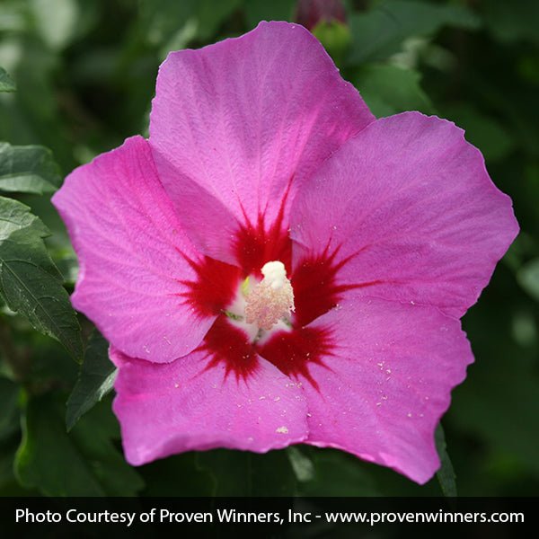 Proven Winners® ColorChoice® Lil' Kim® Violet Rose of Sharon