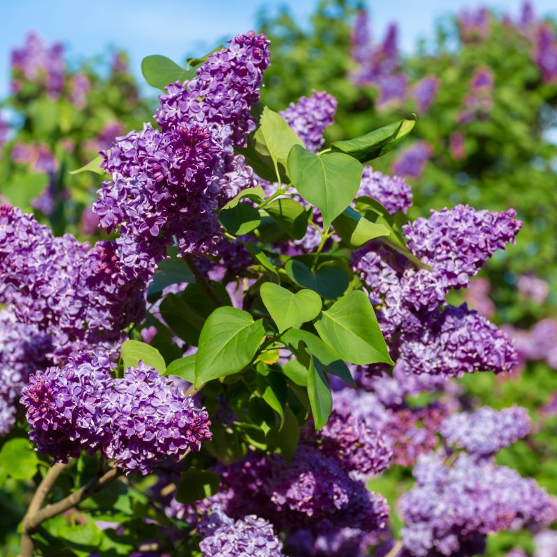 Close-up of purple syringa flowers on Common Purple Lilac blooming in late spring.