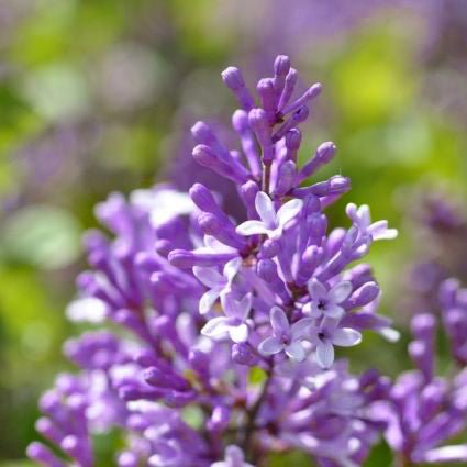 Deciduous foliage of Common Purple Lilac (Syringa vulgaris) in a garden setting.