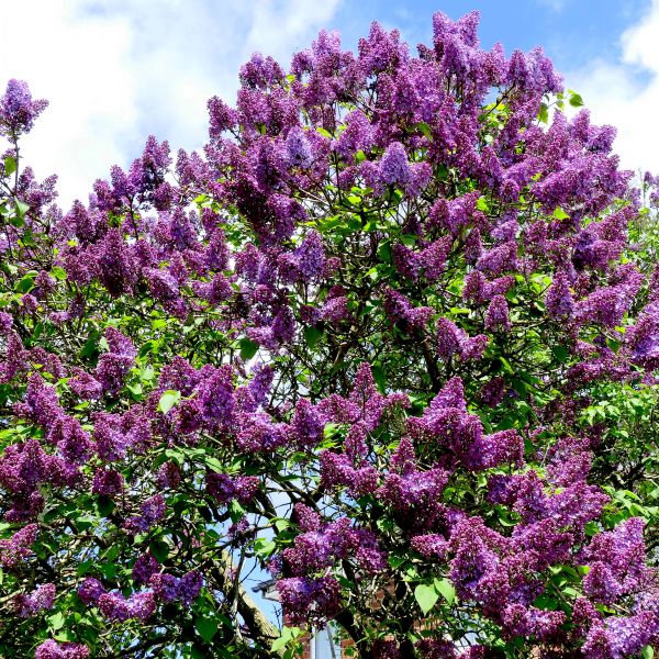 Common Purple Lilac (Syringa vulgaris), a shrub featuring purple flowers and deciduous.