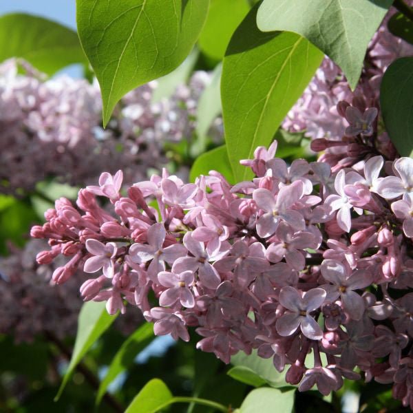 Close-up of purple syringa flowers on Dwarf Korean Lilac blooming in late spring to early summer.
