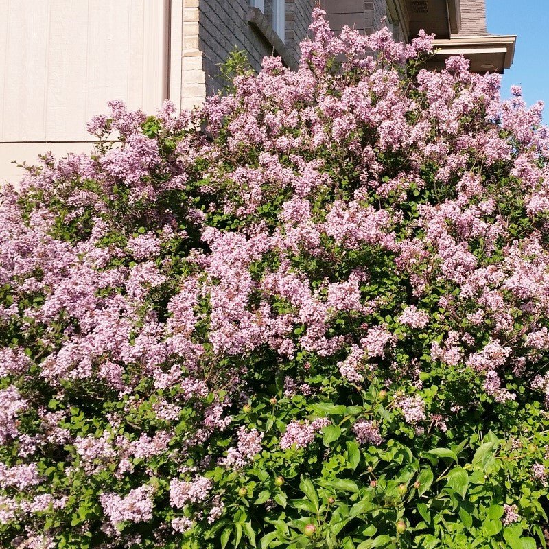 Dwarf Korean Lilac (Syringa meyeri 'Palibin'), a shrub featuring purple flowers and deciduous.