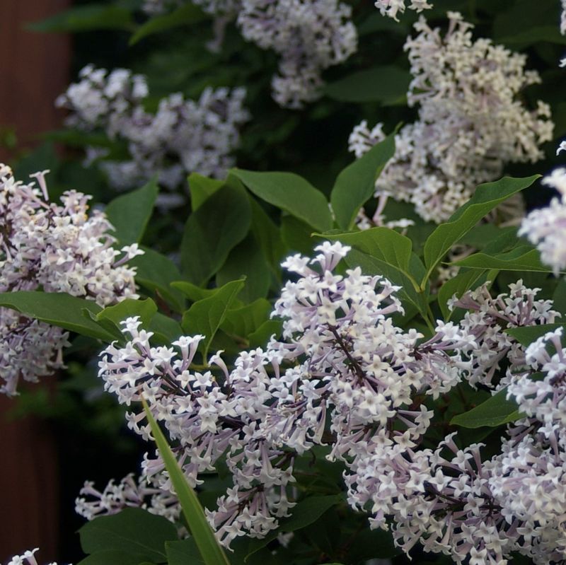 Close-up of purple syringa flowers on Miss Kim Lilac blooming in late spring to early summer.