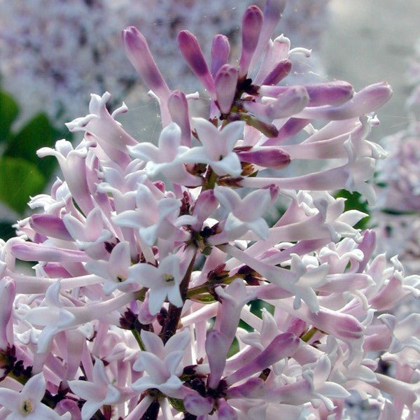 Deciduous foliage of Miss Kim Lilac (Syringa pubescens subsp. patula 'Miss Kim') in a garden setting.