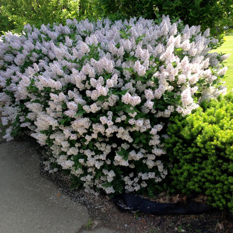 Miss Kim Lilac (Syringa pubescens subsp. patula 'Miss Kim'), a shrub featuring purple flowers and deciduous.