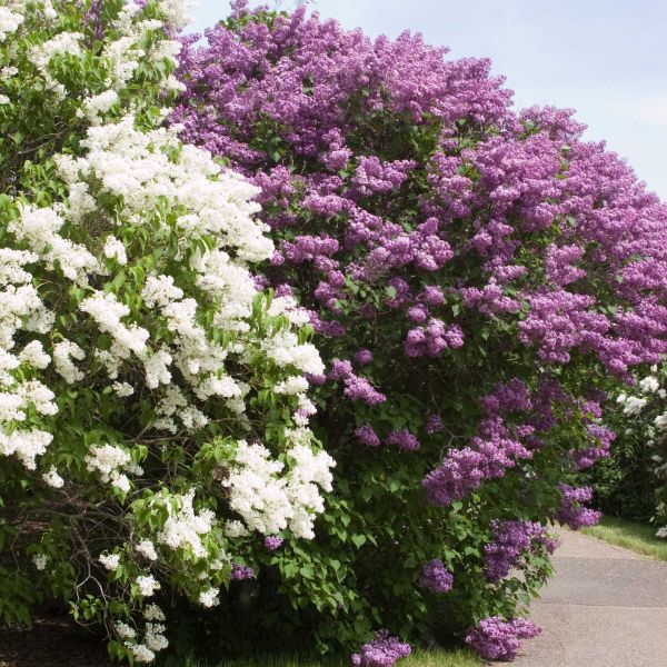 Pocahontas Lilac (Syringa x hyacinthiflora 'Pocahontas') growing in a garden landscape, showing mature shrub form.