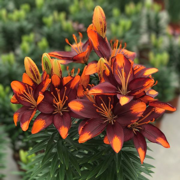 Lily Looks™ Tiny Lion Asiatic Lily (Lilium asiatic 'Tiny Lion'), a perennial featuring orange flowers and perennial.