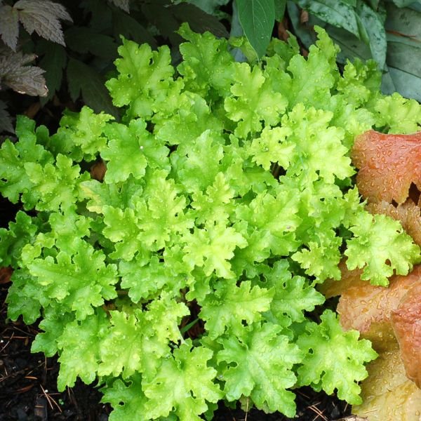Close-up of white heuchera flowers on Lime Marmalade Coral Bells blooming in early summer to late summer.