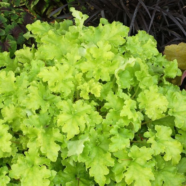Lime Marmalade Coral Bells (Heuchera x 'Lime Marmalade' PP21,861), a perennial featuring white flowers and perennial.