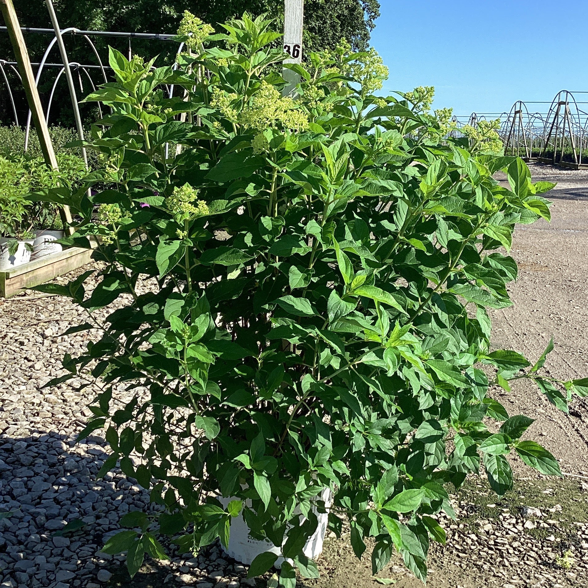 Limelight Panicle Hydrangea