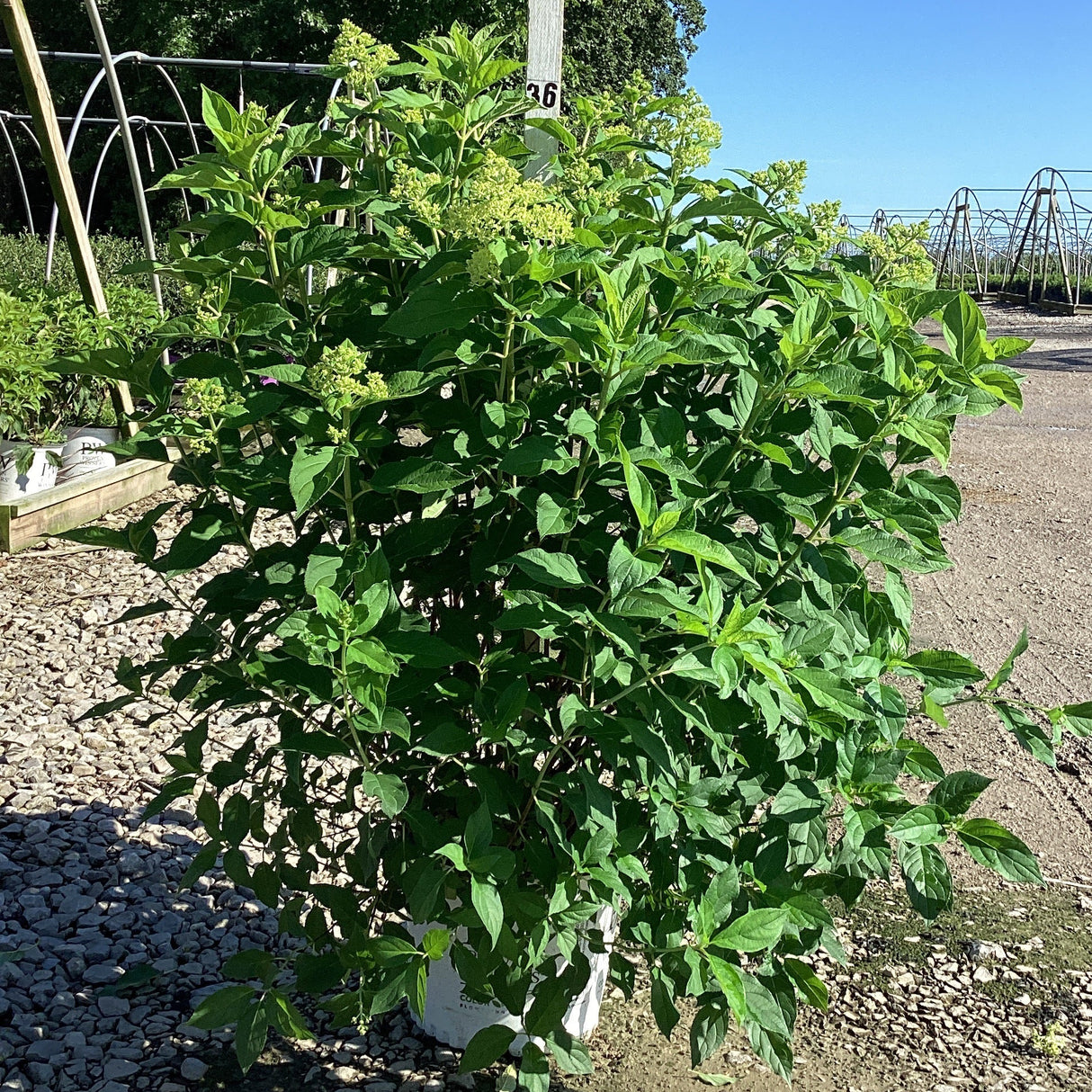 Limelight Panicle Hydrangea