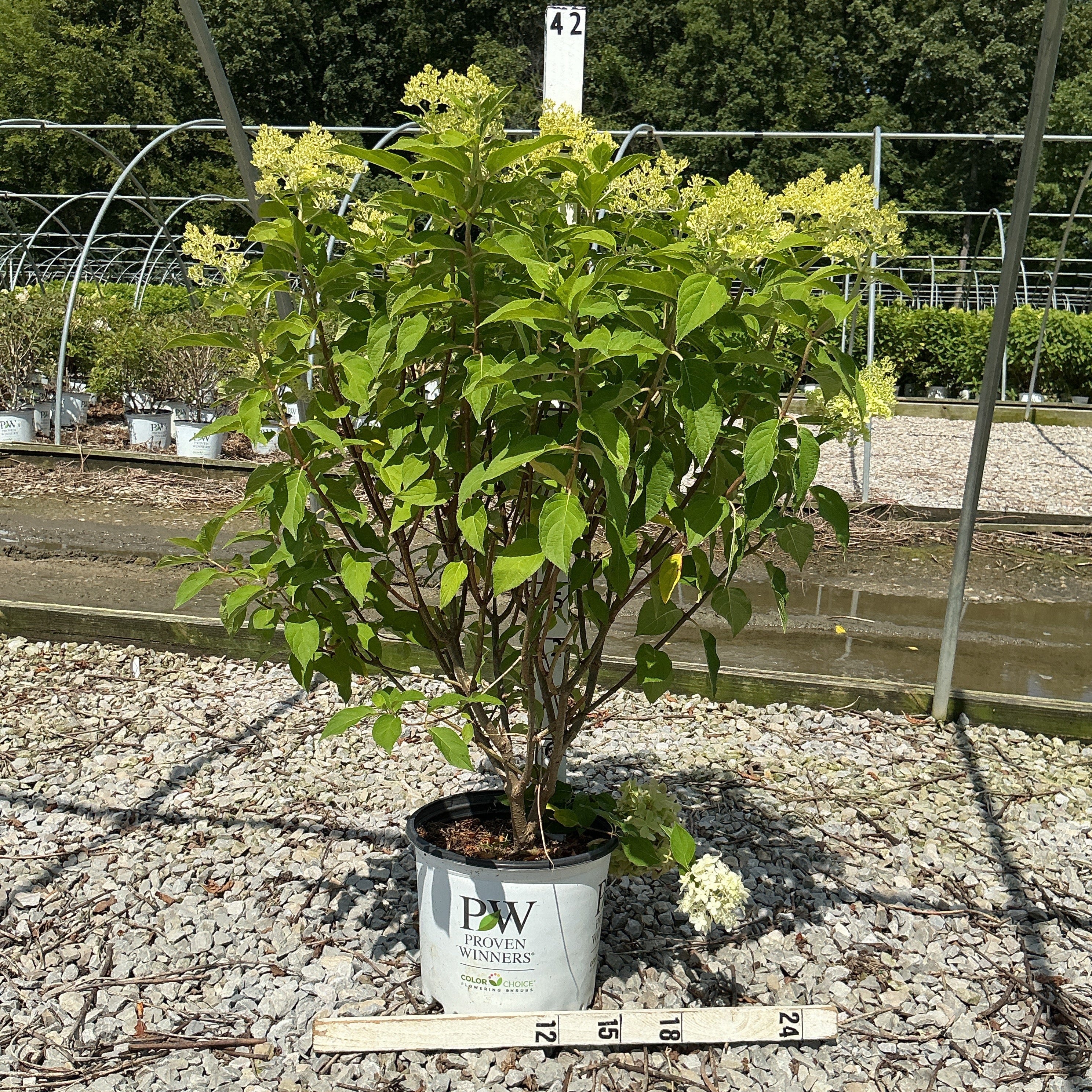 Limelight Panicle Hydrangea